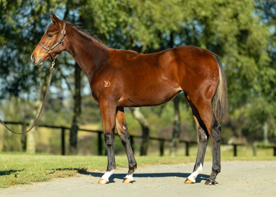 Lot 337: Prague / Crystal Spur