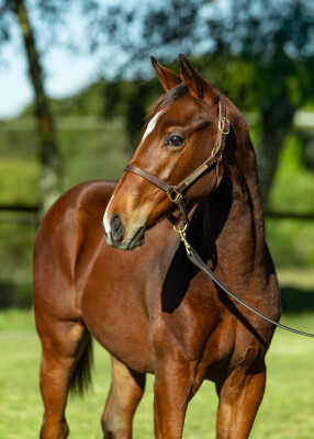 Lot 337: Prague / Crystal Spur