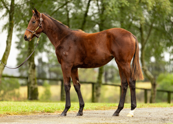 Lot 379: Acrobat / Eyre