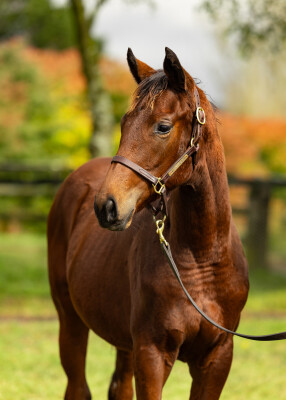 Lot 379: Acrobat / Eyre