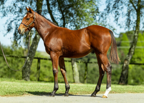 Lot 463: Sejardan / Keeper Girl (NZ)