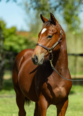 Lot 463: Sejardan / Keeper Girl (NZ)