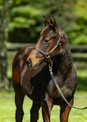 Lot 545: Captivant / Meridian Star
