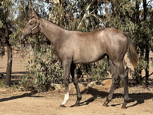 Lot 2: In the Congo / Nangami