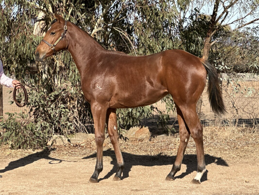 Lot 87: St Mark's Basilica (FR) / Rolling Cloud