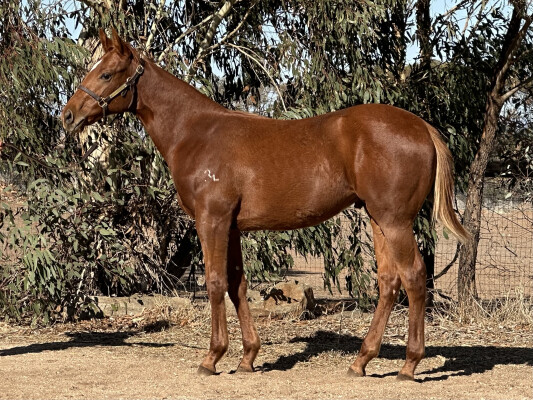 Lot 134: Bivouac / Smokin' Val