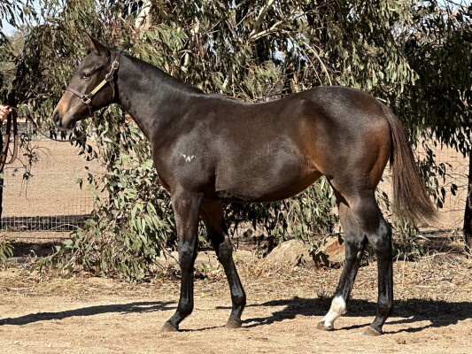 Lot 203: Too Darn Hot (GB) / Vain Queen