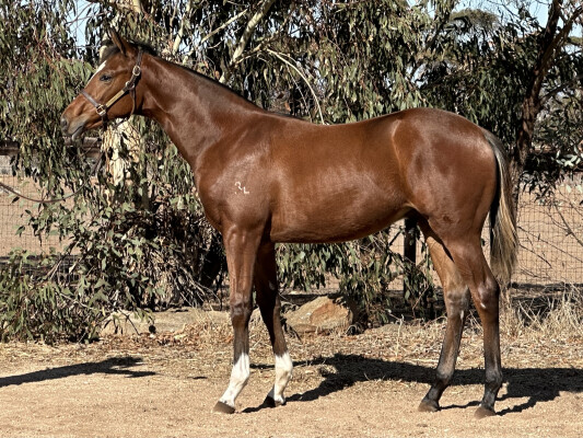 Lot 234: Dundeel (NZ) / Zihuatanejo