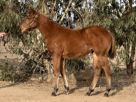 Lot 278: Exceed and Excel / Bella Gioia (NZ)