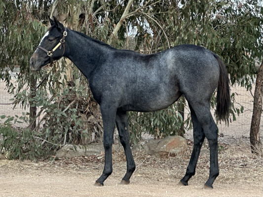 Lot 519: Pinatubo (IRE) / Lunar Mist (USA)