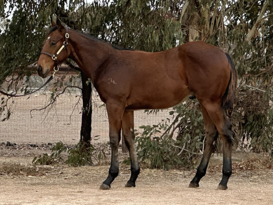 Lot 538: Wild Ruler / Materiality