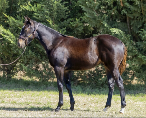 Lot 58: Brutal (NZ) / Punch On