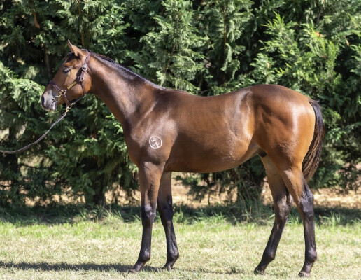 Lot 346: Artorius / Di Maria