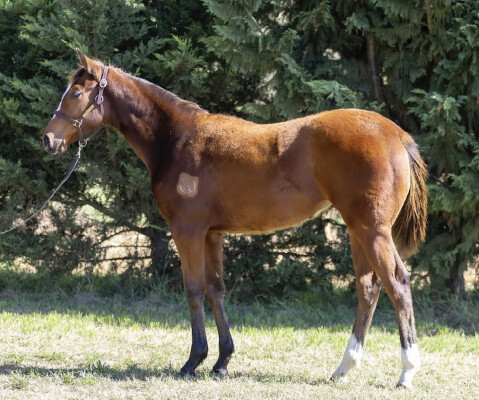 Lot 514: Extreme Warrior / Lucia Bella