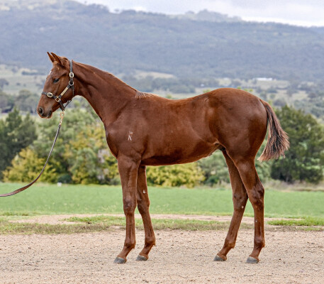 Lot 298: Yes Yes Yes / By Golly Molly