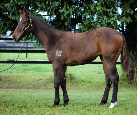 Lot 14: Graff / Not Surprising