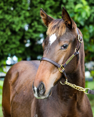 Lot 14: Graff / Not Surprising