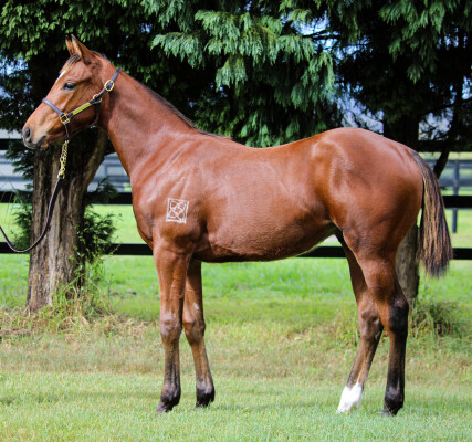 Lot 75: Profiteer / Rekindled Glory
