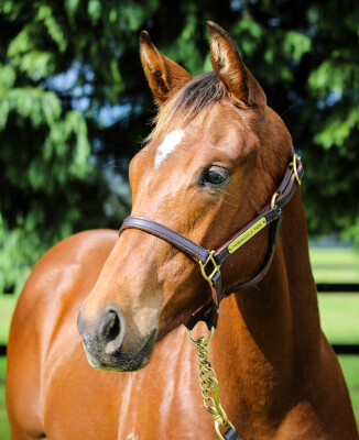 Lot 75: Profiteer / Rekindled Glory