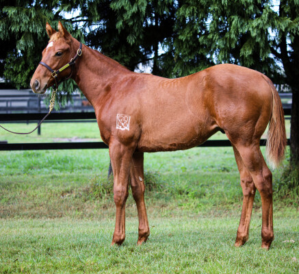 Lot 215: Fierce Impact (JPN) / White Ice