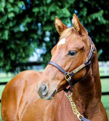 Lot 215: Fierce Impact (JPN) / White Ice