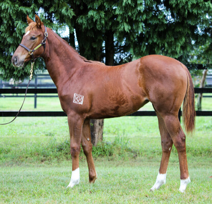 Lot 381: Singing (FR) / Fantastic Carat