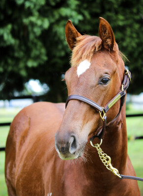 Lot 381: Singing (FR) / Fantastic Carat