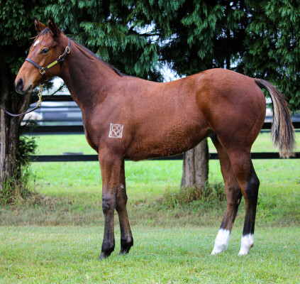 Lot 415: King's Legacy / Hard to Find