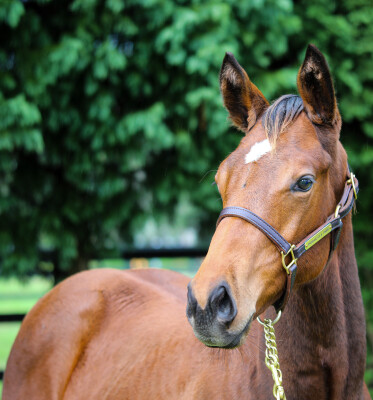 Lot 415: King's Legacy / Hard to Find