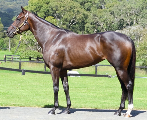 Lot 14: Toronado (IRE) / Lyuba