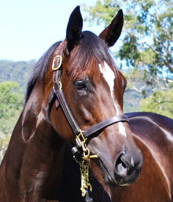 Lot 14: Toronado (IRE) / Lyuba