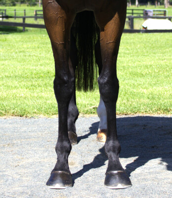 Lot 14: Toronado (IRE) / Lyuba