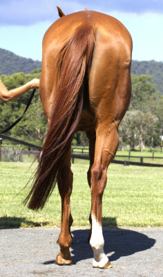 Lot 19: Pariah / My Obsession