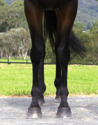 Lot 30: Domesday / Antique Belle