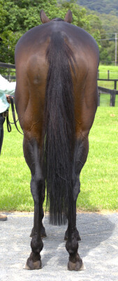 Lot 30: Domesday / Antique Belle