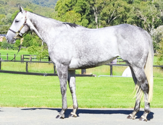 Lot 77: Reliable Man (GB) / Plumm