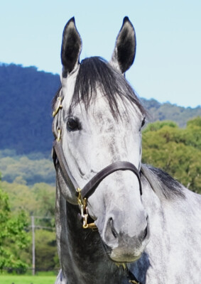 Lot 77: Reliable Man (GB) / Plumm