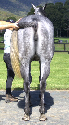 Lot 77: Reliable Man (GB) / Plumm