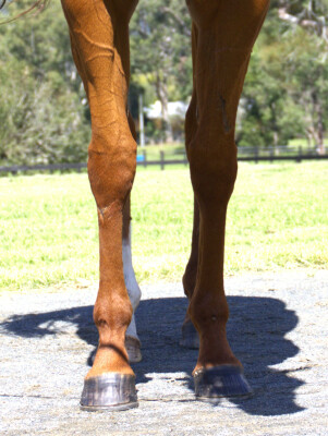 Lot 19: Pariah / My Obsession