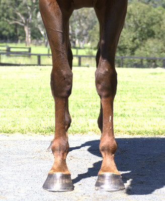 Lot 42: Capitalist / Ganda