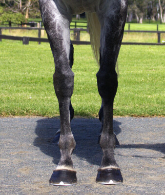 Lot 77: Reliable Man (GB) / Plumm