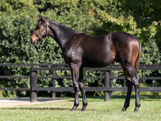 Lot 115: Sejardan / Sharnee Rose