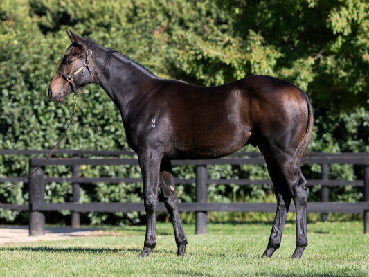 Lot 307: Sejardan / Cardannic