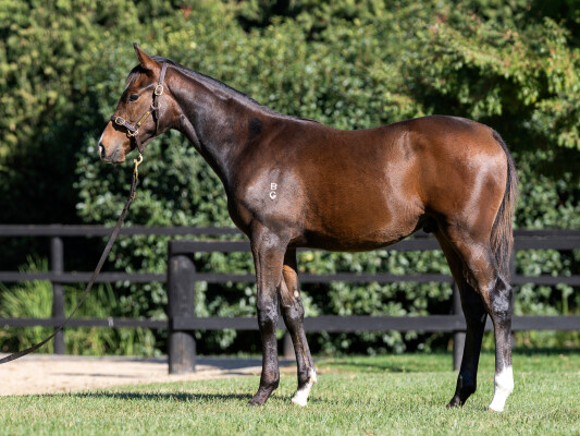 Lot 328: Pride of Dubai / Code Blue (NZ)
