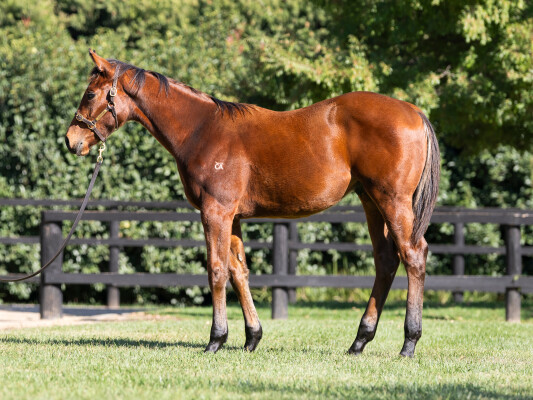 Lot 556: Tassort / Miss Expensive