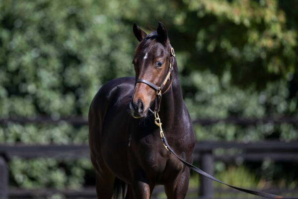 Lot 115: Sejardan / Sharnee Rose