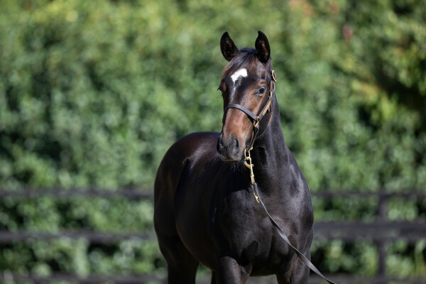 Lot 307: Sejardan / Cardannic