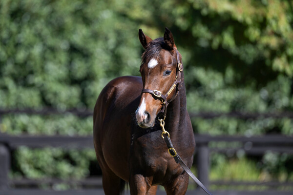 Lot 328: Pride of Dubai / Code Blue (NZ)