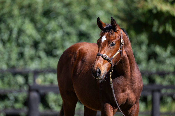 Lot 556: Tassort / Miss Expensive