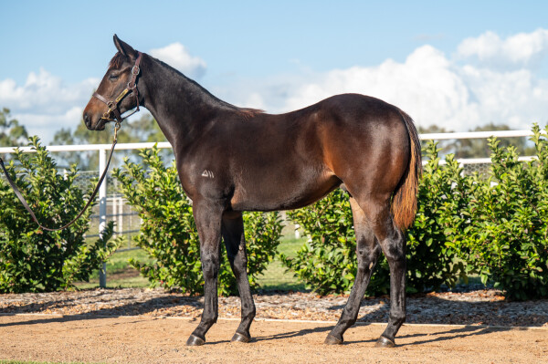 Lot 113: Exceedance / Sesen